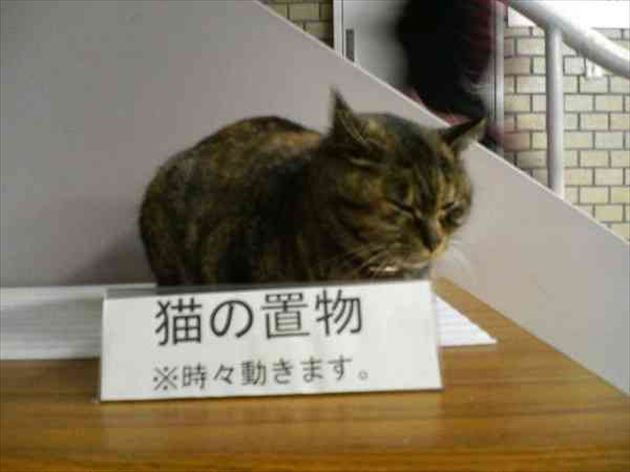 猫の置き場