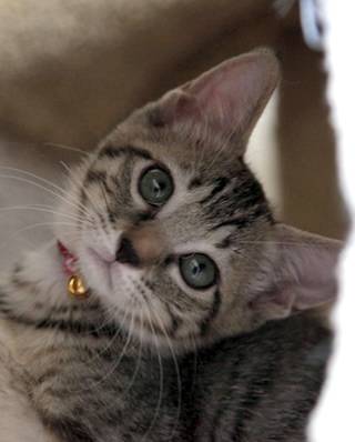 猫につられて首を傾けたら負け！