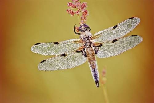キラキラと輝くトンボの写真