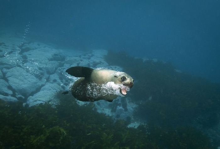 海中で泳ぐオットセイがかわいい写真