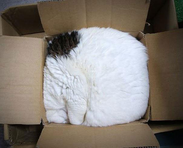 どんな隙間にもフィットしてしまう猫の写真