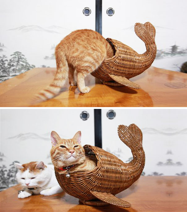 どんな隙間にもフィットしてしまう猫の写真