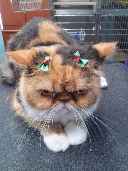 ちょっと笑えるクリスマスの写真