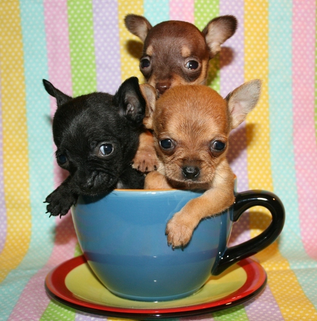 カップに収まるほど小さい犬が可愛い写真