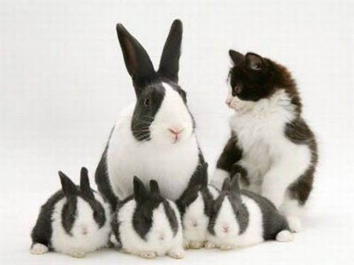 隠れるのが上手すぎる可愛い動物の画像