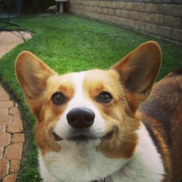 コーギー犬が本当に可愛すぎる写真