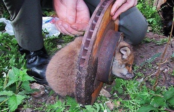 これは大変！人間の助けが必要そうな動物たちの写真