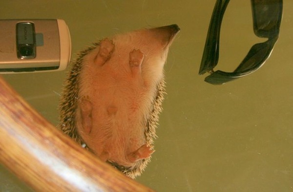 笑顔が思わず出そうな可愛すぎるハリネズミの写真