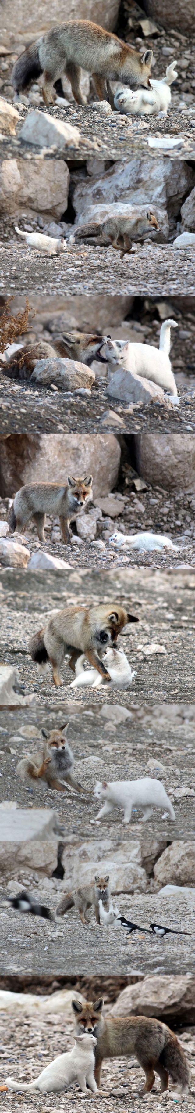 とても仲良しな動物たちの写真