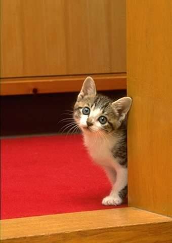 猫につられて首を傾けたら負け！