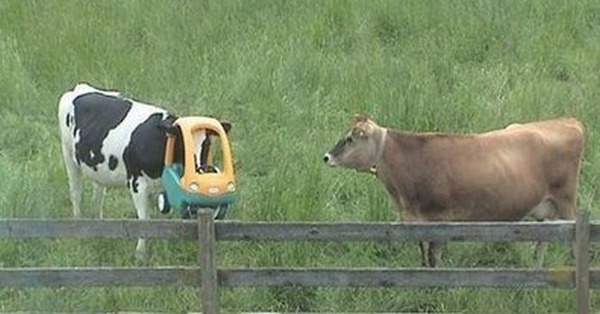 これは大変！人間の助けが必要そうな動物たちの写真