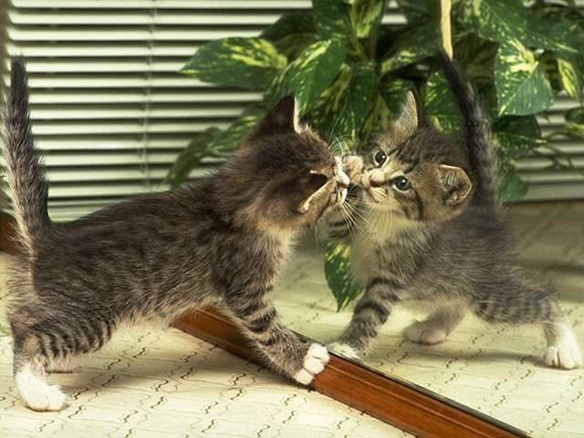 本当に可愛い猫の写真