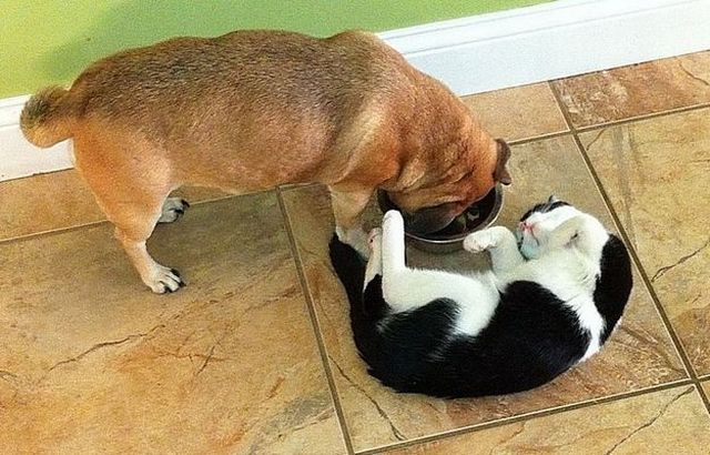 癒しの動物たちの写真