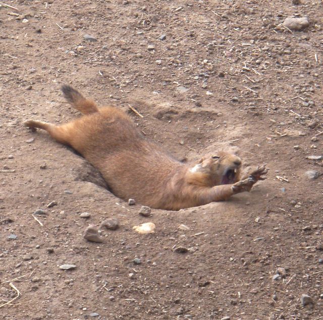 見ているだけで笑える動物のオモシロ画像