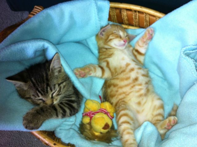 なんで動物ってこんなに可愛いんだろと思える写真