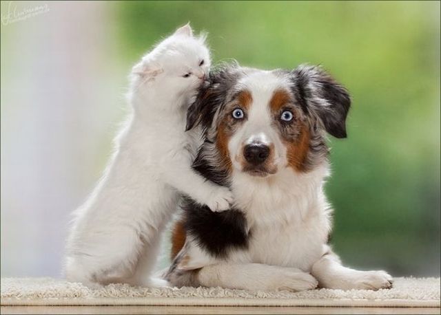 癒しの動物たちの写真