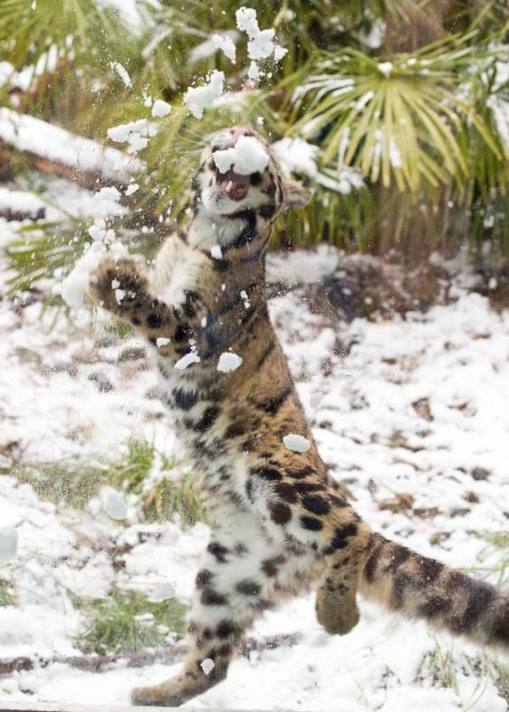 雪と戯れるヒョウの写真