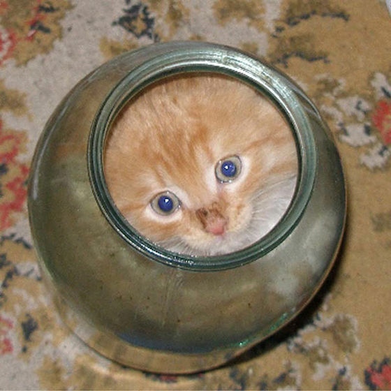 猫が可愛く液体化している可愛い写真