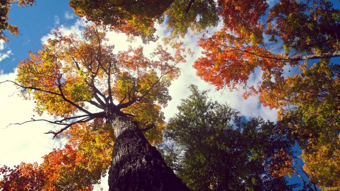 神秘を感じる美しい自然の写真