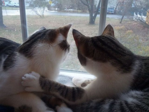 気になってしかたがない動物たちの写真