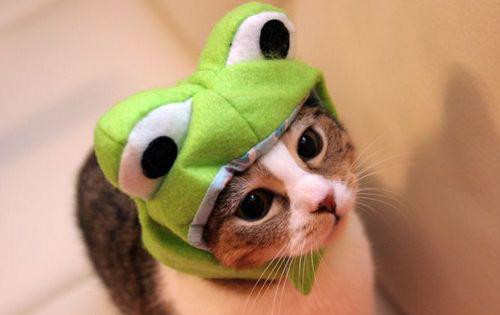 本当に可愛い猫の写真