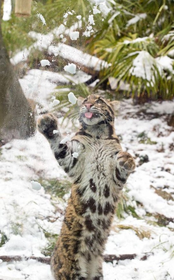 雪と戯れるヒョウの写真