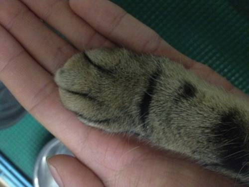 猫の手