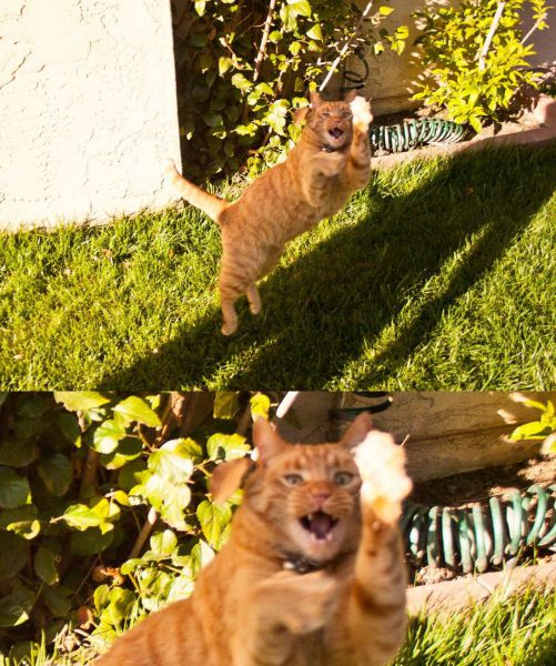 動物たちの本当に可愛らしい写真