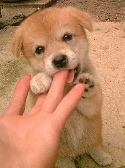 かわいい柴犬の画像