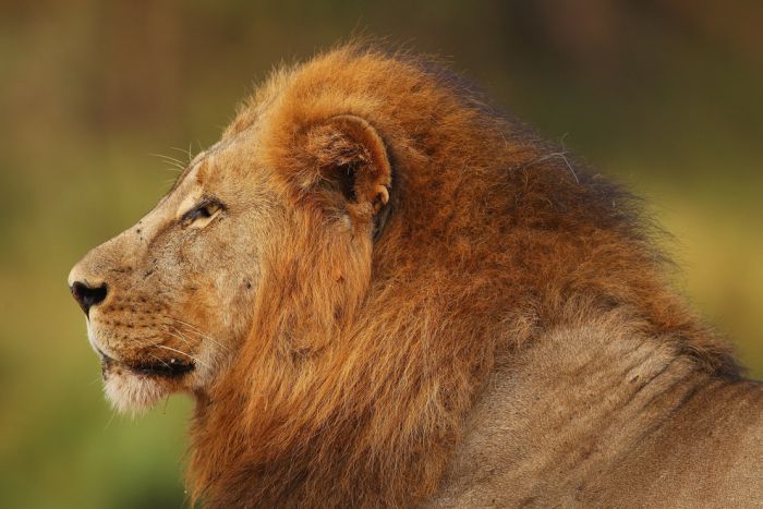 アフリカの野生動物たちの画像