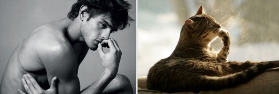 どっちが好き？同じようなポーズのイケメンと猫の比較画像