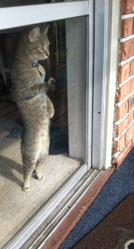 可愛い動物たちが立ち上がっていてワロタｗｗｗ写真