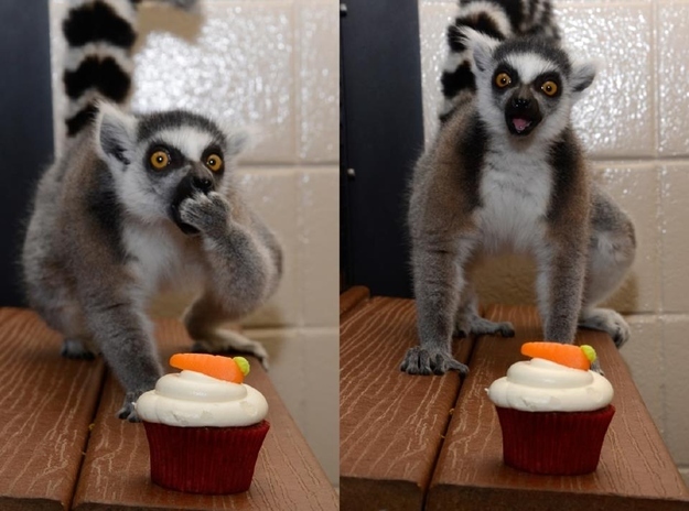 抱きしめたくなるほど可愛い動物の画像