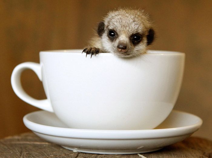 そのまま飲み干したくなるカップ入り動物の写真