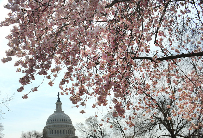 世界に咲く桜 