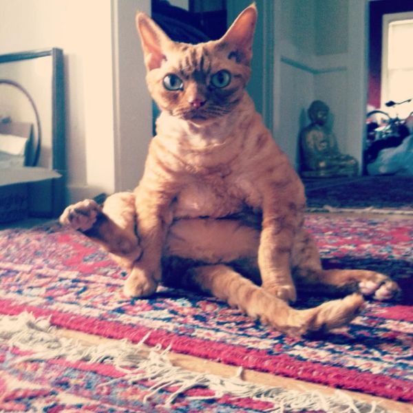 癒しの可愛い動物画像