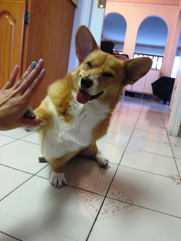 コーギーは幸せそうでかわいいよねと思う写真