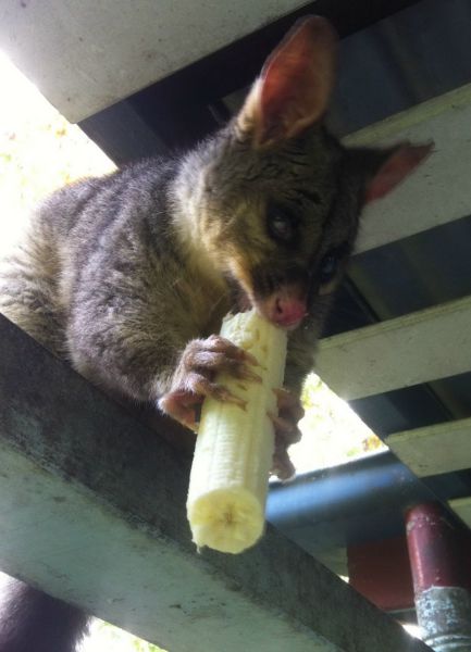 動物たちの本当に可愛らしい写真