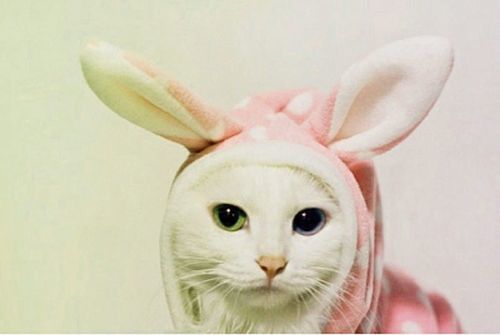 本当に可愛すぎる猫の画像