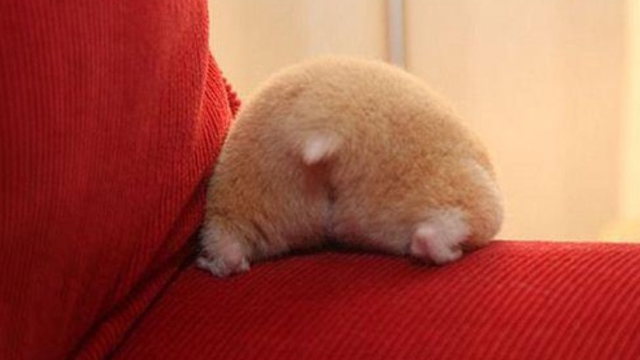 ハムスターのお尻（ハムケツ）は、本当に可愛すぎる写真