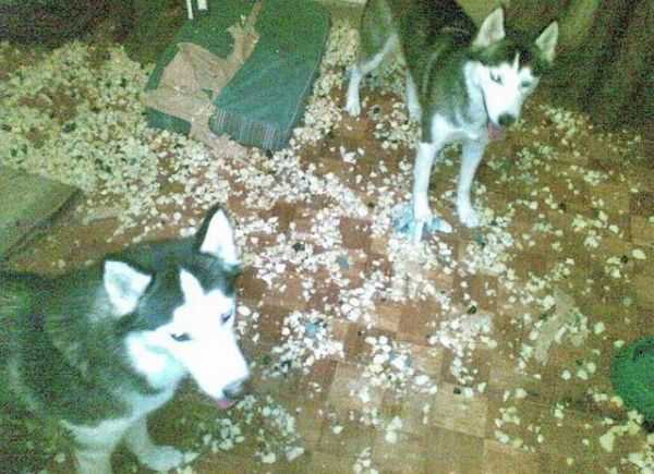 シベンリアン・ハスキー犬はイタズラがお好き♪の写真