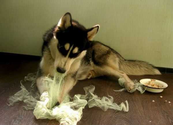 シベンリアン・ハスキー犬はイタズラがお好き♪の写真