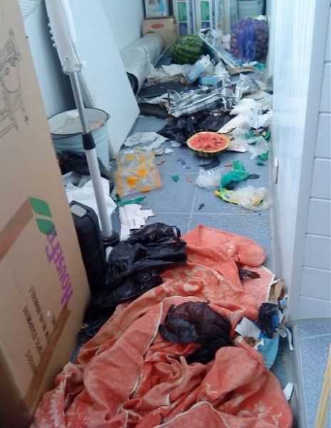 シベンリアン・ハスキー犬はイタズラがお好き♪の写真