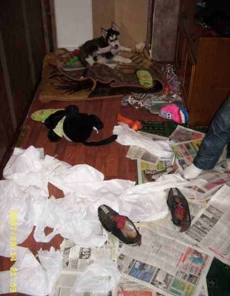 シベンリアン・ハスキー犬はイタズラがお好き♪の写真