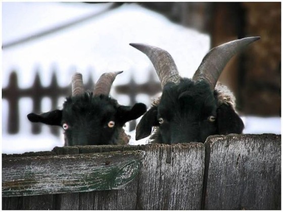 動物に影からじーっと観察されている写真