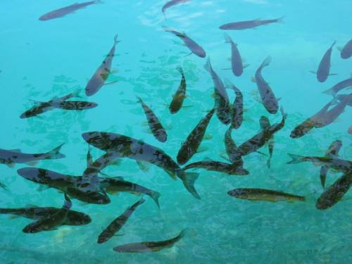 クロアチアの世界遺産『プリトヴィツェ湖群国立公園』の写真