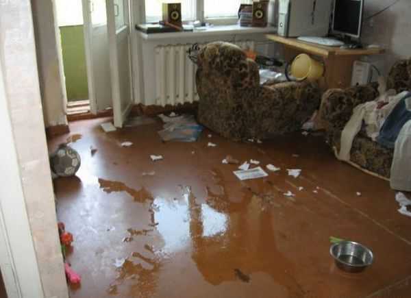 シベンリアン・ハスキー犬はイタズラがお好き♪の写真