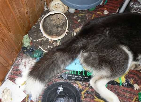 シベンリアン・ハスキー犬はイタズラがお好き♪の写真