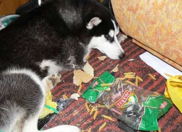 シベンリアン・ハスキー犬はイタズラがお好き♪の写真