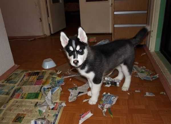 シベンリアン・ハスキー犬はイタズラがお好き♪の写真